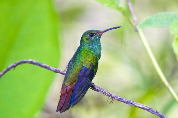 Costa Rica, Sarapiqui Rufous-tailed hummingbird